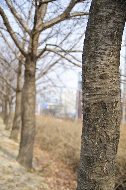 햇빛,자연,식물,나무,야외,나뭇가지,앙상한,식물,자연,plants,nature,나무,trees,wood