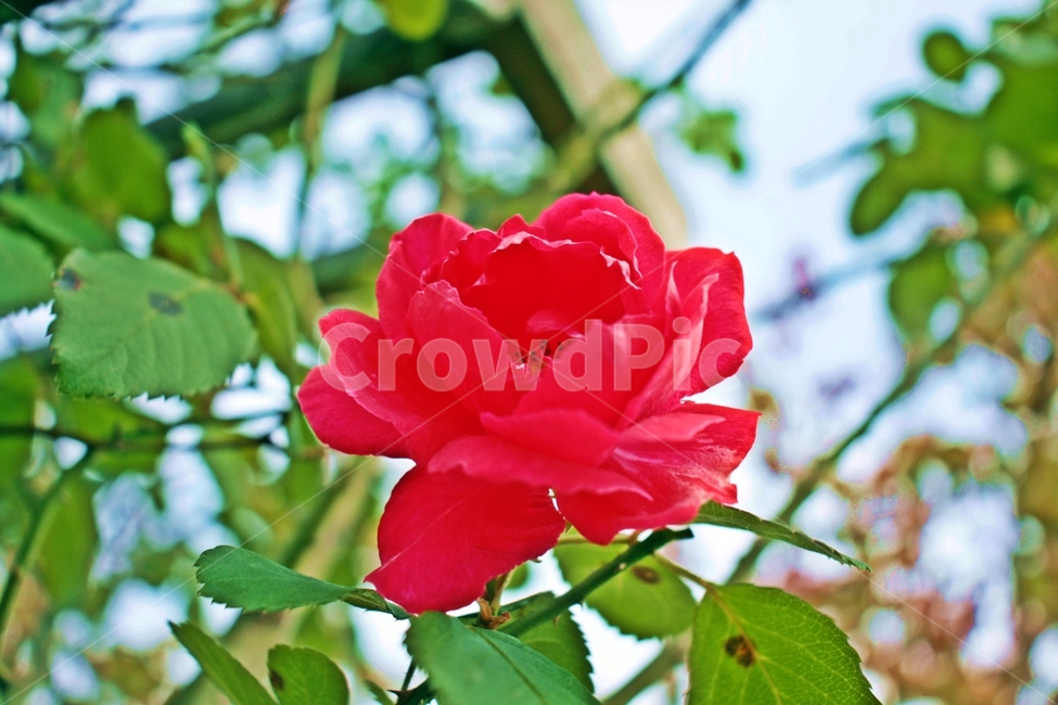 rose,장미,blossom,꽃,flower,plant,식물,red,빨강,green,초록