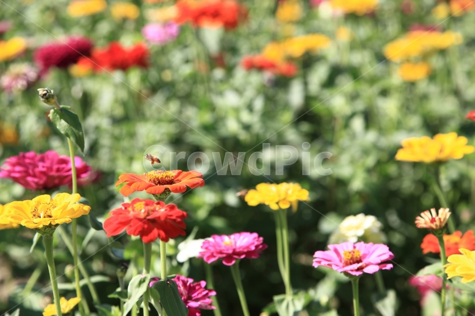 풍경,여행,휴식,가을,곤충,식물,자연,plants,nature,꽃,flower,동물,animal,곤충,벌레,insect,bug