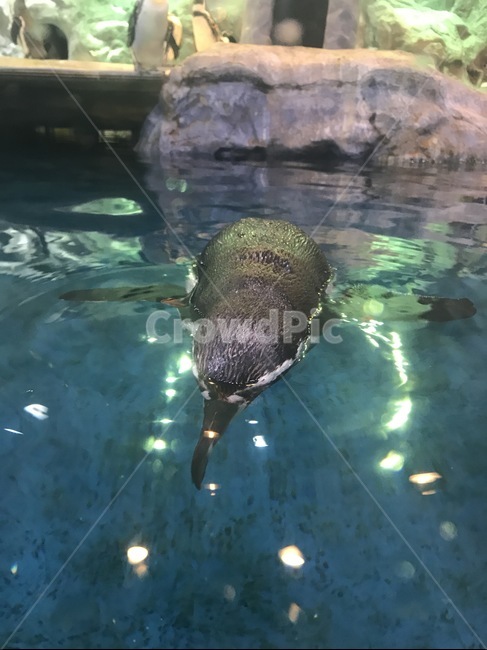 펭귄,아쿠아리움,수영,동물,물,떠있는,수영하는,잠수,수족관,penguin,swimming,animal,water,aquarium,floating,swim,동물,animal,포유류,mammal