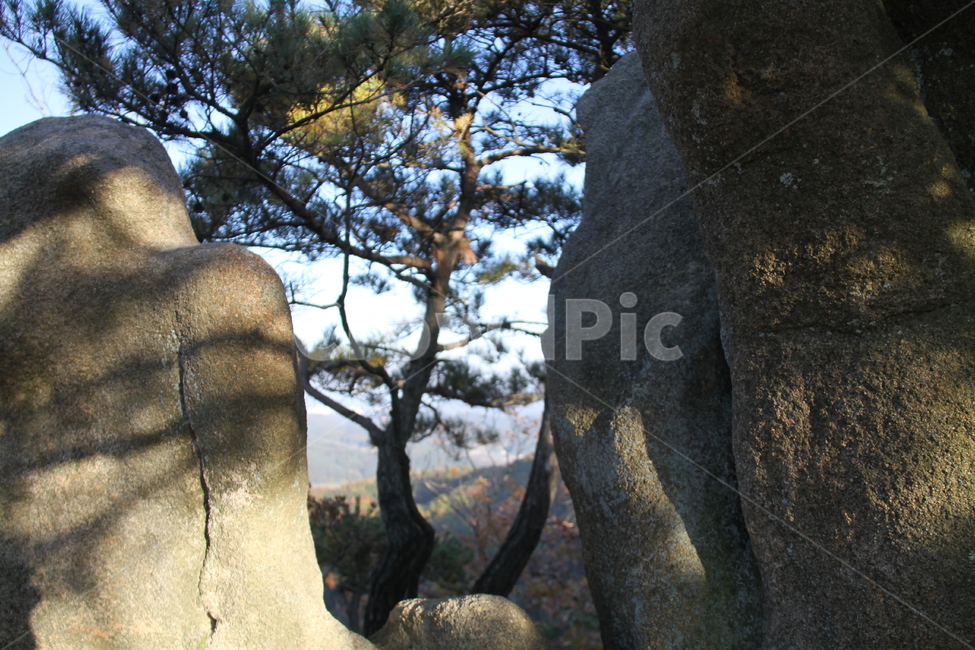 식물,tree,나무,산,가을