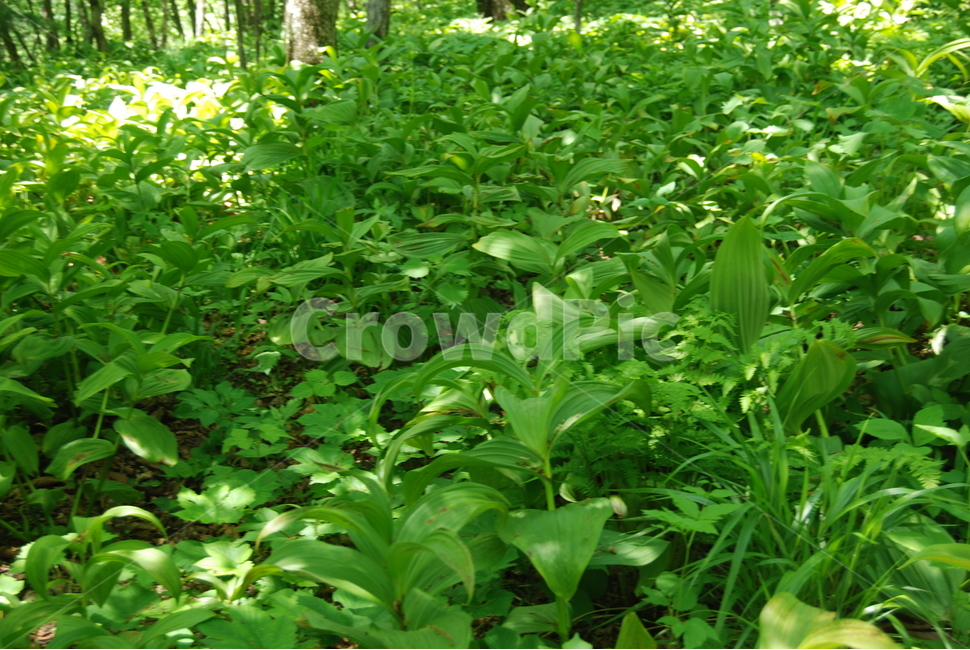 야생화,들꽃,봄,산,한국,식물,자연,plants,nature