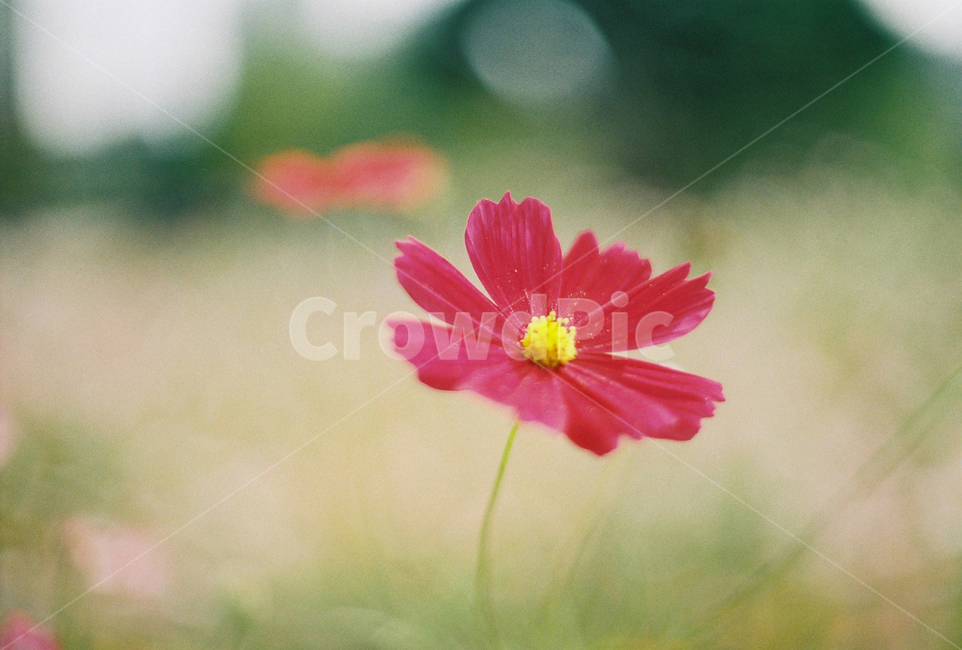 꽃,빨간꽃,코스모스,꽃밭,필름사진,가을,계절,fall,autumn,season,식물,자연,plants,nature,꽃,flower,plant