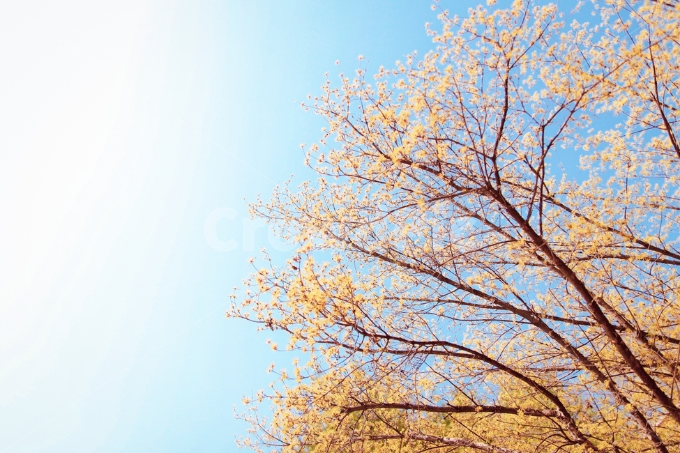 꽃,나무,식물,봄,나뭇가지,하늘,노랑색,봄,계절,spring,season,자연,풍경,nature,landscape,식물,plants,꽃,flower,tree,plant