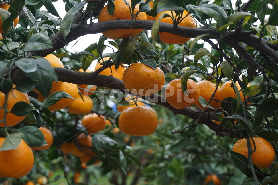 plant,식물,food,음식,주황색,감귤류과일,fruit,과일,열매,과일,열매,fruit