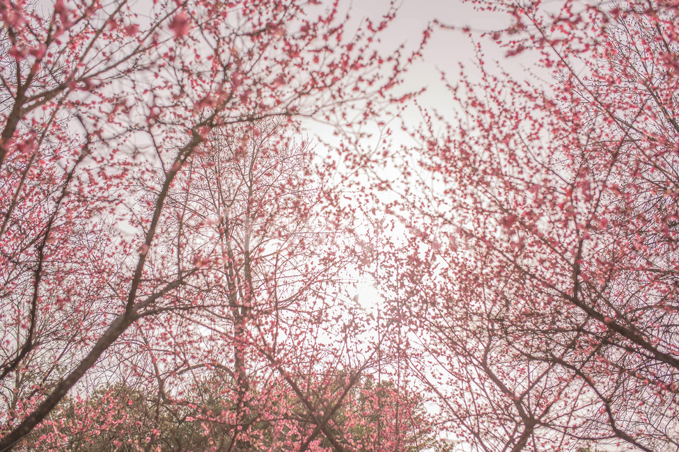 홍매화,한국,꽃,감성,봄,핑크,분홍,매화나무,봄,계절,spring,season,자연,풍경,nature,landscape,blossom,cherry blossom,벚꽃,plant,식물,flower