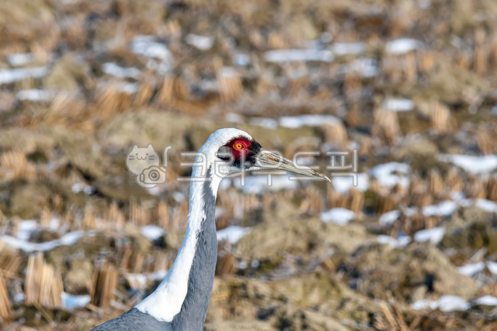 Red-crowned crane,crane family,winter migratory bird,bird,birds,nature,natural monument