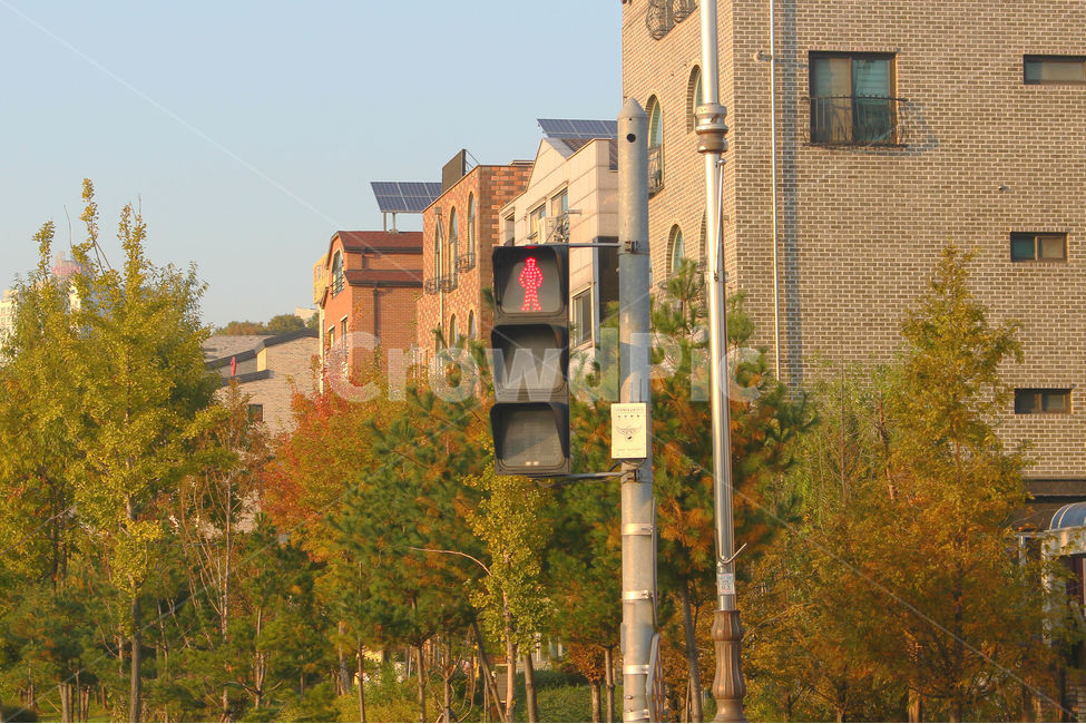 신호등,건물,저녁,횡단보도,나무,도시,풍경,city,landscape