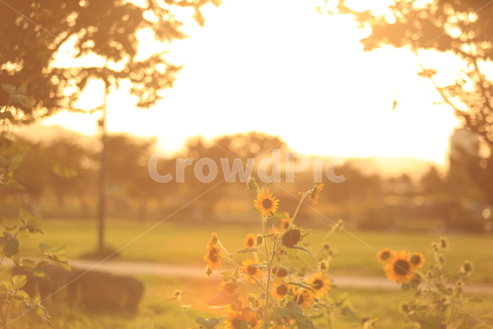 여름,해바라기,노을,플레어,역광,실루엣,자연,풍경,nature,landscape,식물,plants,꽃,flower