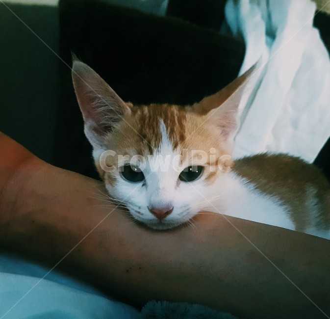 고양이,야옹,코숏,집사,반려