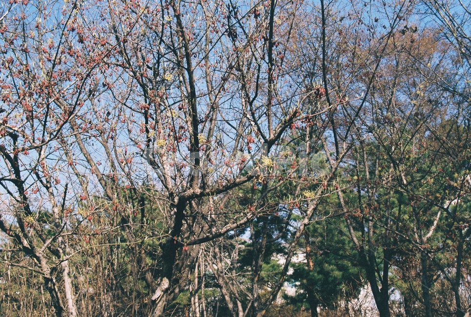 봄,spring,꽃,감성,나무,정원,garden,filmphoto,필름사진,열매,상록수