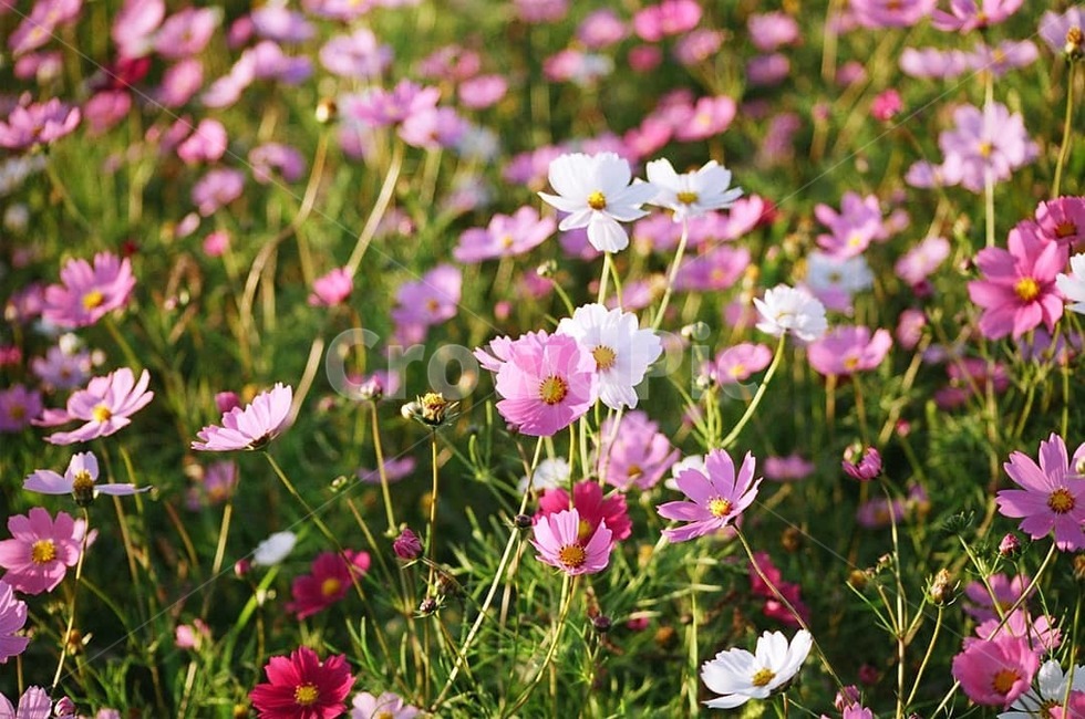 코스모스,꽃,가을,따스한,빛,가을,계절,fall,autumn,season,식물,자연,plants,nature,꽃,flower,plant,blossom,anemone,아네모네,petal,꽃잎,geranium,제라늄