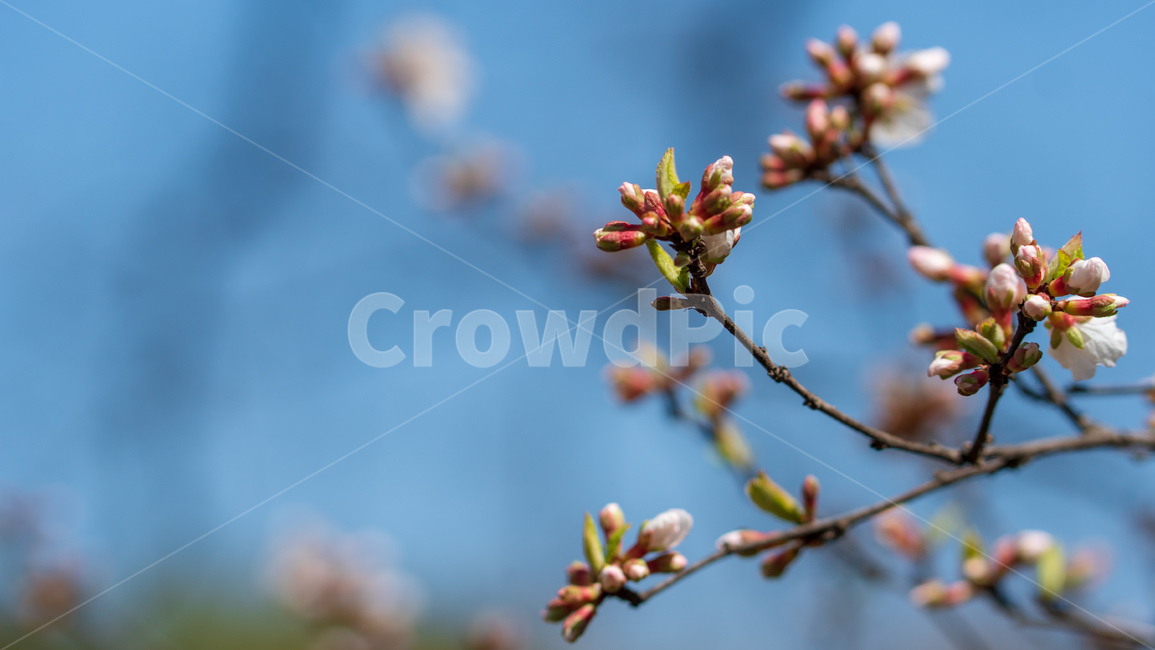 벚꽃,봄꽃,봄,자연,계절,season,spring,cherryblossoms,꽃축제,봄날,화려한,예쁜,핑크색,하얀색,파란색,파란하늘,flower,nature,garden,beautiful,공원,바탕,정원,봄하늘,나무,가로수