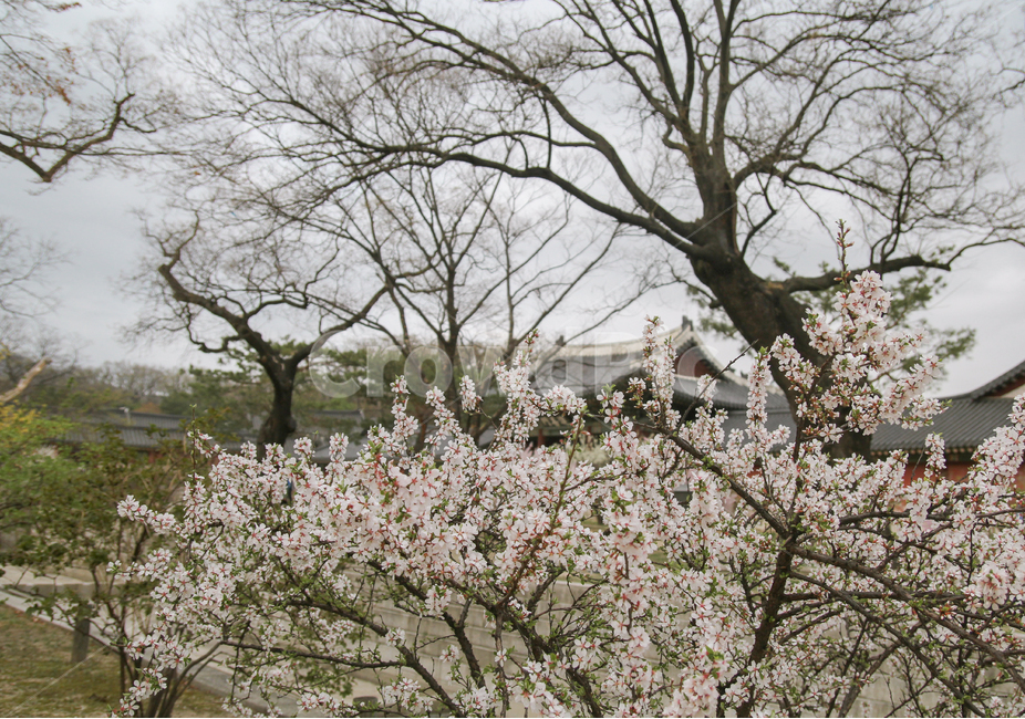 봄,벚꽃,창덕궁,꽃,고궁,감성사진,봄,계절,spring,season,식물,자연,plants,nature,꽃,flower,plant