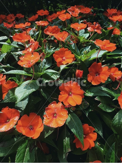 꽃,감성,풍경,flower,redflower