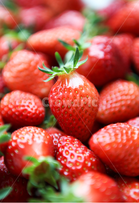 딸기,과일,달콤한,후식,디저트,비타민,제철과일,음식,건강,과일배경,열매,접사,다이어트,식재료,요리,채소,야채,신선한,새콤한,간식,농작물,strawberry,fruit,red,vegetables,fresh,food,cook,sweet,meal,dishes,dessert,background,plate,salad,음식,식재료,요리,food,cook,meal,dishes,food reserves,과일,열매,fruit,채소,야채,vegetables