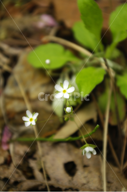 꽃,식물,color,flower,봄맞이꽃,식물,자연,plants,nature,꽃,flower