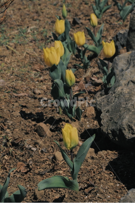 튤립,노랑튤립,봄,꽃,식물,봄,계절,spring,season,식물,자연,plants,nature,꽃,flower,감성,sensible,feeling,plant,blossom
