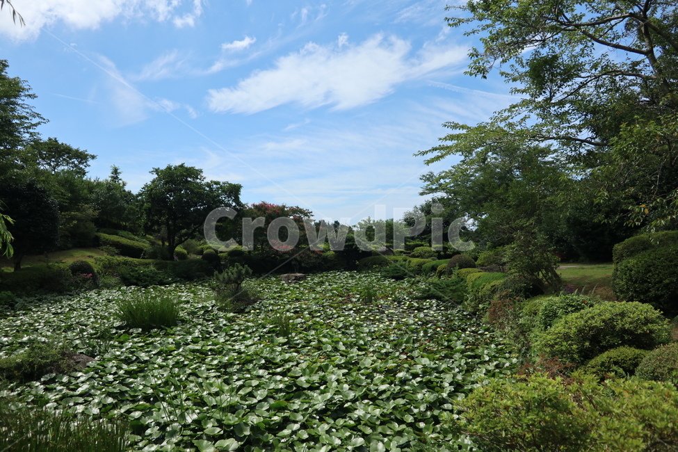 자연,식물,nature,화창,푸르름,제주,제주도,jeju,자연,풍경,nature,landscape,water,물,outdoors,옥외,land,땅,plant,vegetation,초목