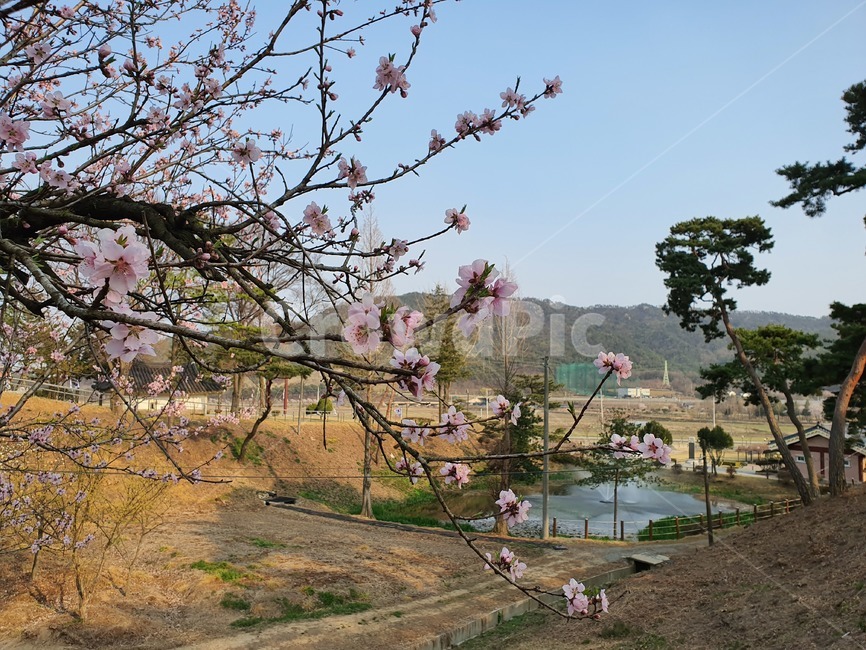 산책,식물,꽃나무,벚꽃,조용한