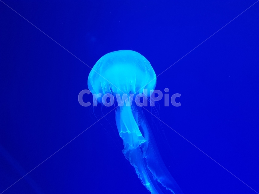 해파리,바다,jellyfish,젤리피쉬,수족관