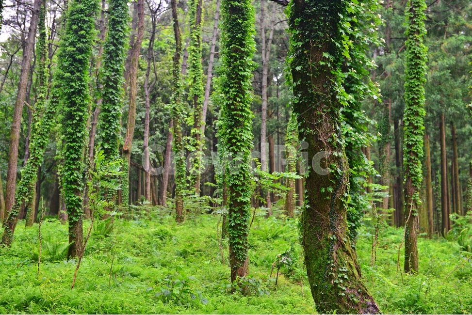제주,절물자연휴양림,휴양림,plant,식물,tree,나무,식물,자연,plants,nature,나무,trees,wood