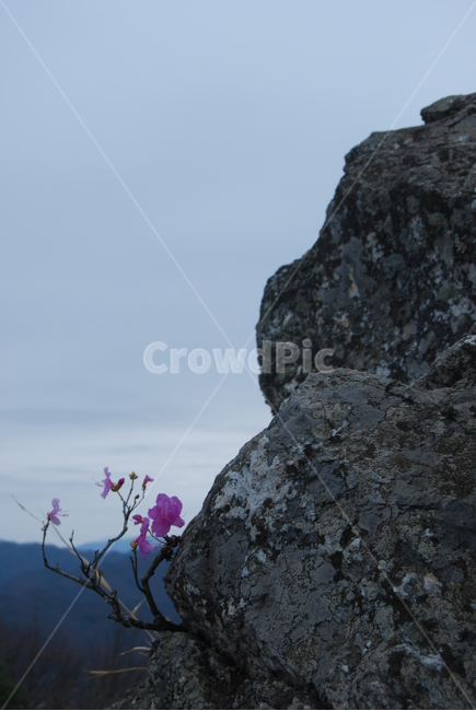 팔봉산,바위,야생화,한국명산,봄,자연,풍경,nature,landscape,한국자연풍경,한국자연경관,korea nature landscape,식물,plants,꽃,flower