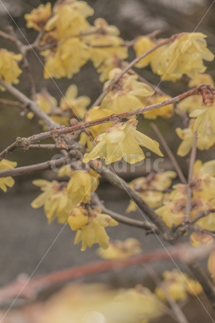 노란꽃,꽃,겨울,봄,여름,가을,봄,계절,spring,season,식물,자연,plants,nature,꽃,flower,plant,leaf,잎,tree,나무