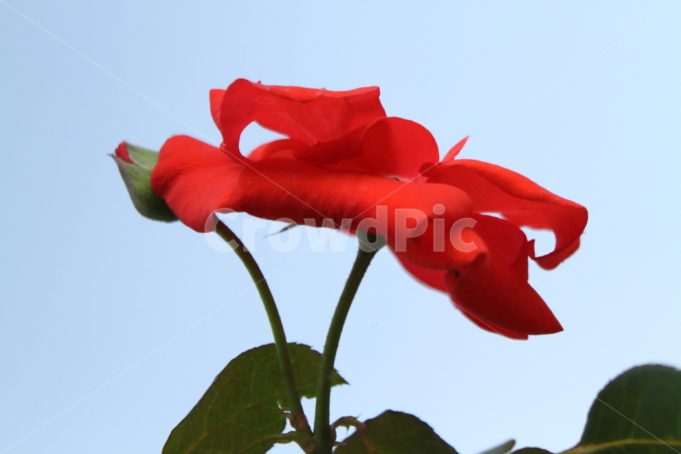 장미,꽃,식물,정원수,rose,식물,자연,plants,nature,꽃,flower