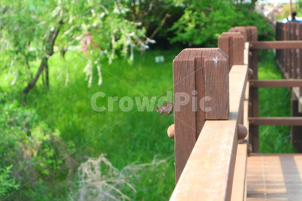 나비,butterfly,자연,nature,숲,forest,동물,animal,곤충,벌레,insect,bug