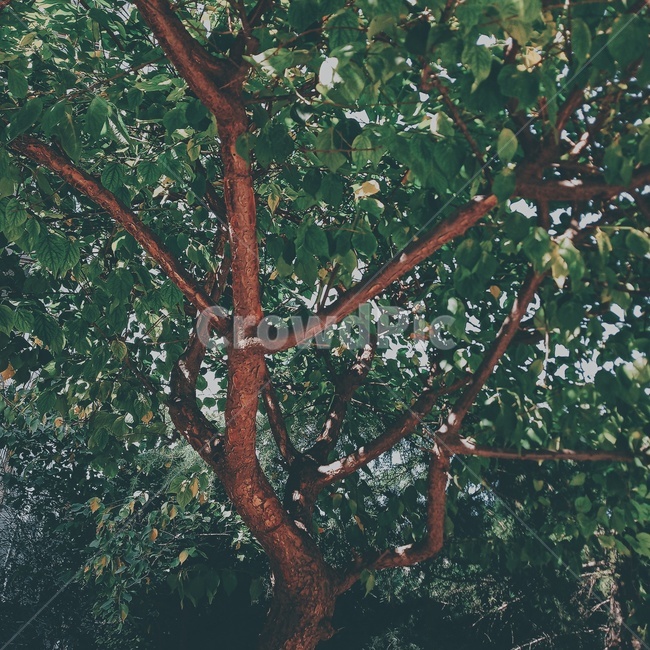 나무,햇빛,성결,초록,홀리,자연보호,holy,feeling,nature,tree,green,식물,자연,plants,nature,나무,trees,wood