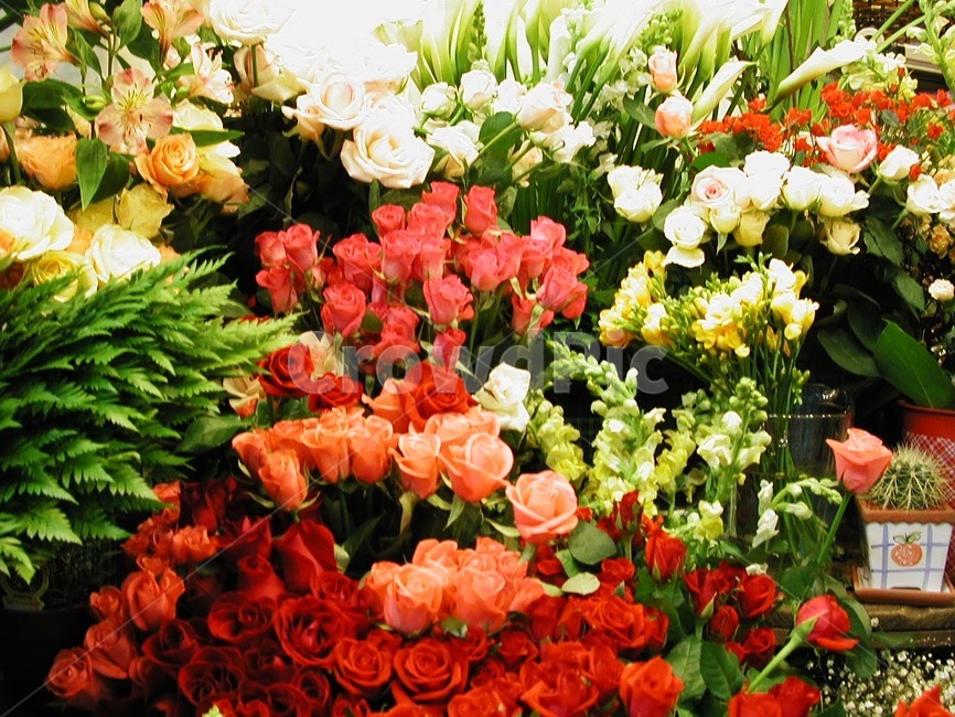 꽃,식물,바탕화면,배경,자연,화사한,클로즈업,flower,꽃,flower