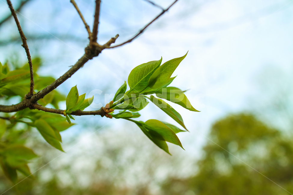 새싹,새순,식물,나뭇잎,잎,잎사귀,봄,시작,흰망,나무,나뭇가지,식물,자연,plants,nature