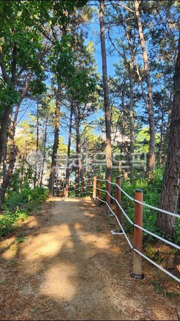 nature,outdoors,weather,자연,구름,공원,정원,계단,나무,목재,산책,등산,길