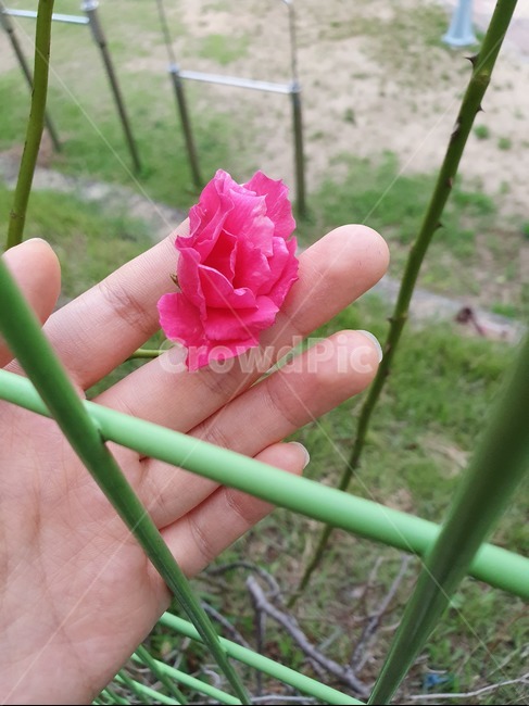 장미,자연,손,철봉,한송이,꽃,flower