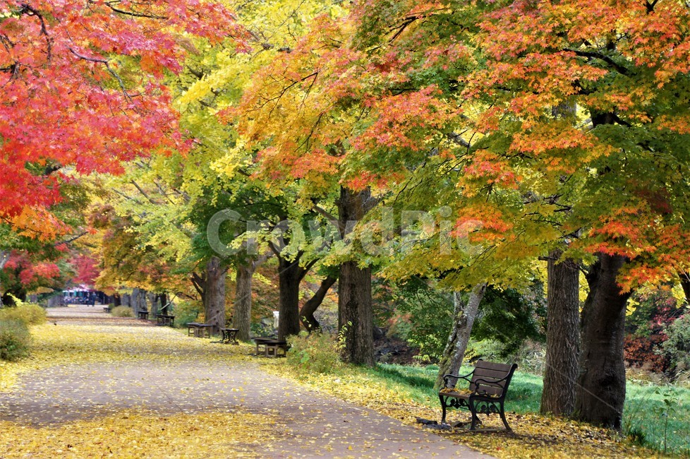 가을,단풍,낙엽,자연,나무,풍경,울긋불긋,계절,아름다움,식물,숲속,fall,trees,nature,autumn,season,단풍잎,단풍나무,자연풍경,은행나무,감성,가을,계절,fall,autumn,season,자연,풍경,nature,landscape,tree,plant,bench,벤치,furniture,가구