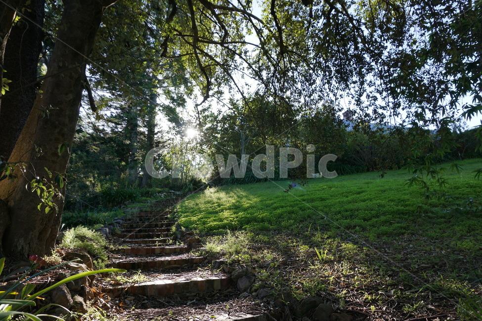 숲,계단,나무,힐링,숲길,forest,stairs,tree,healings,forestwalkway,자연,풍경,nature,landscape,ground,바닥,path,통로