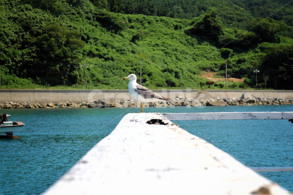 풍경,바다,갈매기,동물,오션뷰,동물,animal,조류,새,birds