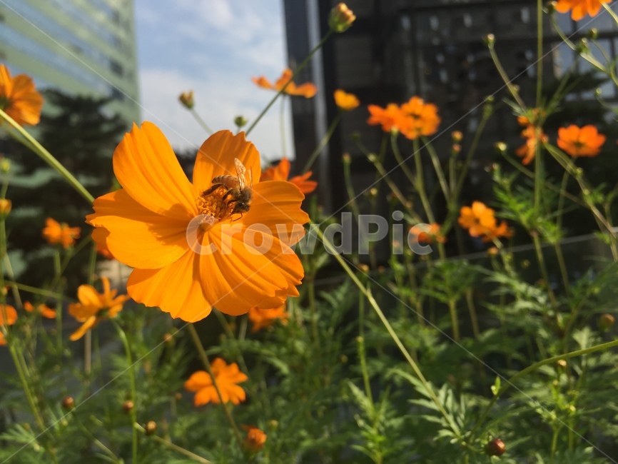 꽃,벌,꽃가루,bee,꿀,flower,honey,식물,자연,plants,nature,꽃,flower