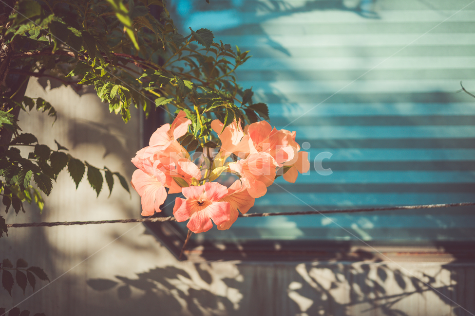 꽃,식물,자연,야생화,들꽃,plant,blossom,flower,flowers,nature,능소화,그림자,필름사진,식물,자연,plants,nature,꽃,flower,감성,sensible,feeling,색깔,색상,색채,색감,color sense,color sensitivity,feeling of color