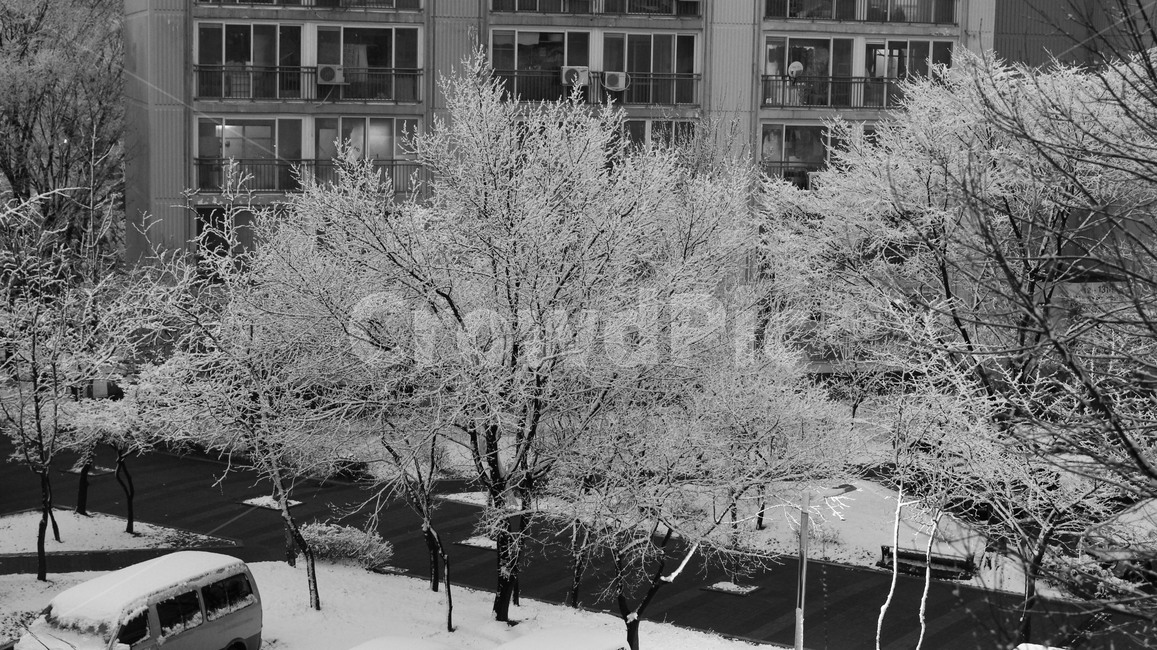 겨울나무,눈꽃,눈내린나무,눈꽃나무,눈꽃세상,겨울,계절,winter,season,흑백,모노톤,monochrome,black and white
