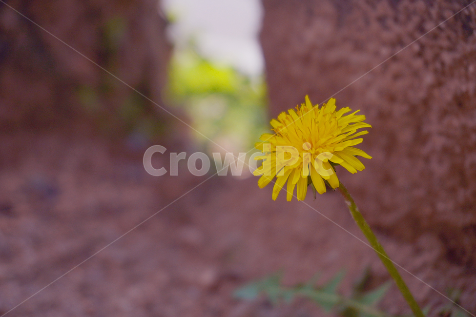 민들레,dandelion,꽃,flower,plant,식물