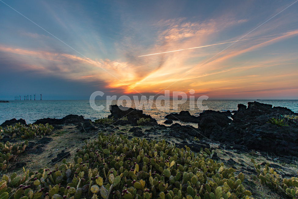 제주도,선인장마을,일몰,sunset,풍경,선인장,백년초,자연,landscape