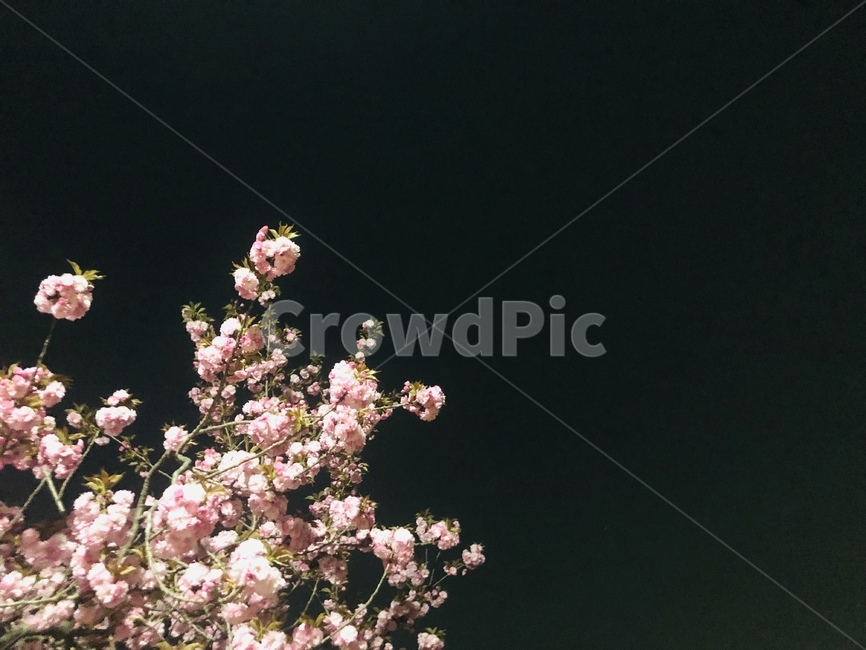 plant,flower,blossom,warm,따뜻한,식물,꽃,봉우리,벚꽃,봄,깔끔,beautiful,pretty,개화,만발,만개,식물,자연,plants,nature,꽃,flower