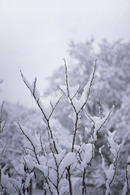 첫눈,겨울,눈,겨울수목원,눈꽃,계절,winter,snow,겨울,계절,winter,season,식물,자연,plants,nature