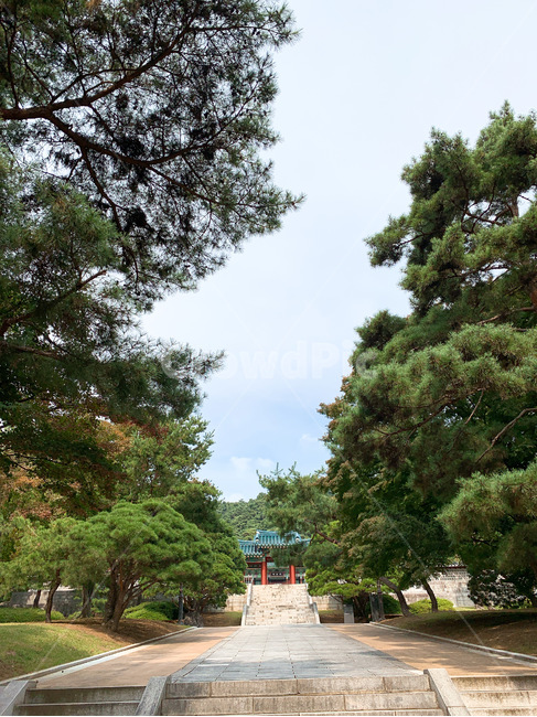 tree,나무,plant,식물,가을,단풍,도로,길,산책,road,fall,autumn,옥외,outdoors,절,temple,사찰