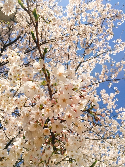 벚꽃,꽃,봄,하늘,벚꽃길,꽃놀이,꽃하늘,벚꽃하늘,햇살,풍경,봄,계절,spring,season,식물,자연,plants,nature,꽃,flower,plant,blossom