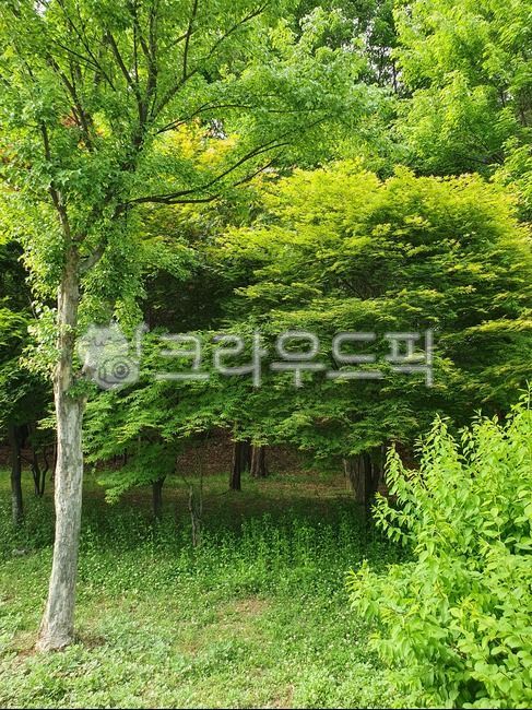나무, 풍경, green, 숲, 자연, 사진,이미지,일러스트,캘리그라피 - 경이곰작가
