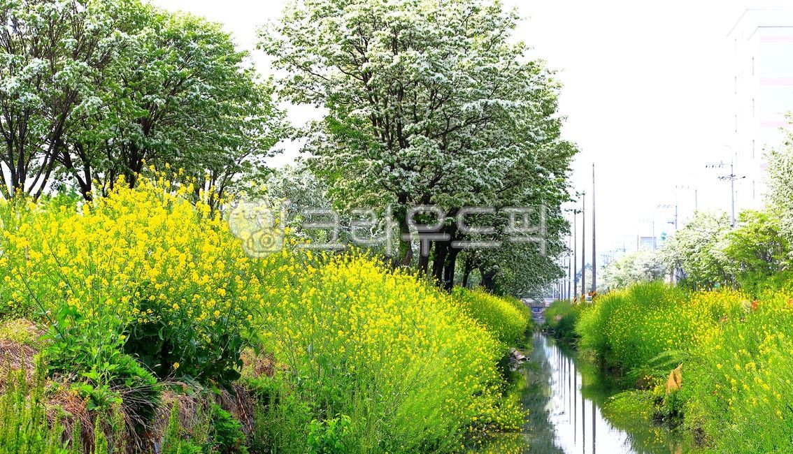 spring,pop tree,Ipop tree flower,tree,Palbokdong,flower