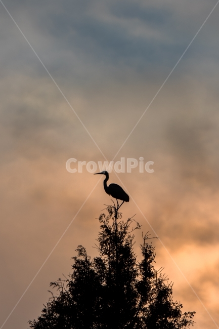 새,저녁,학,조류,꼭대기,동물,animal,조류,새,birds,실루엣,그림자,silhouette,shadow